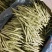 新苗小金豆中货大量上市可供市场电商常年有货