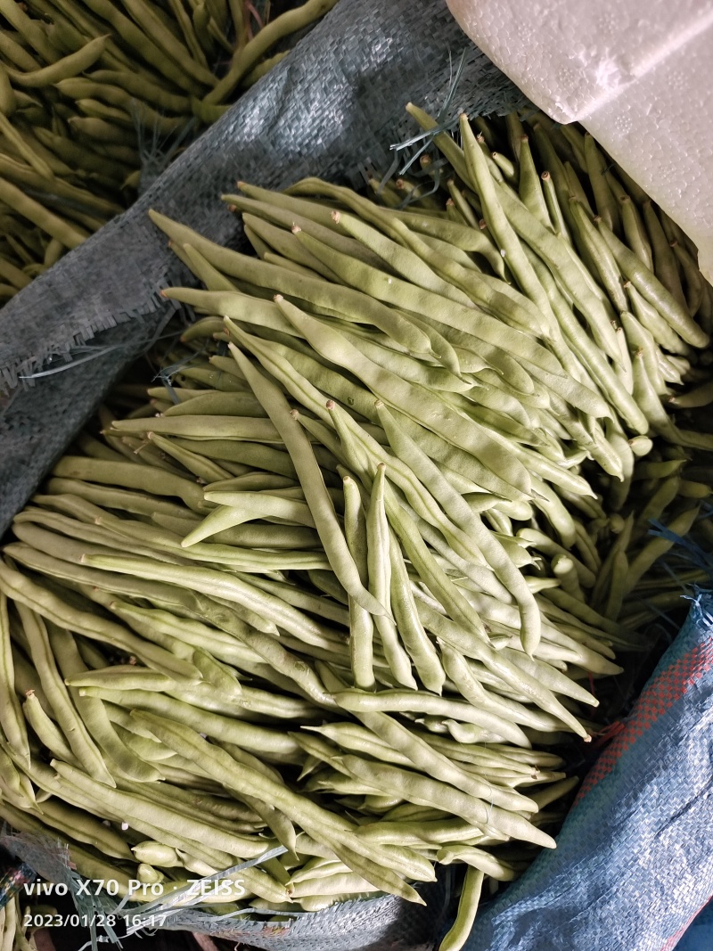 新苗小金豆中货大量上市可供市场电商常年有货