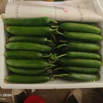 新鲜水果小黄瓜