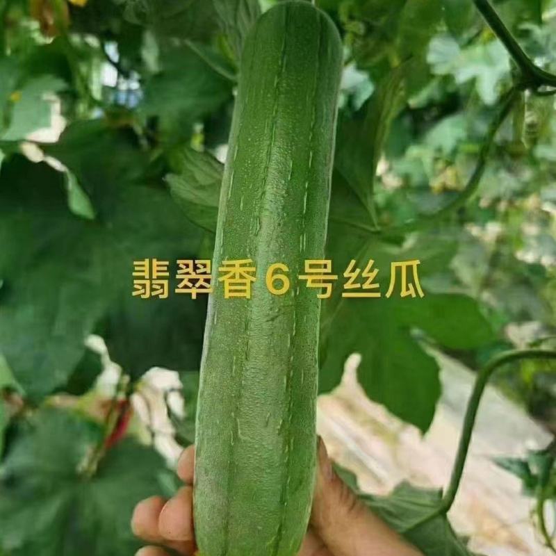 绿亨翡翠香6号丝瓜种子春秋播中早熟油亮顺直香丝瓜种子翠