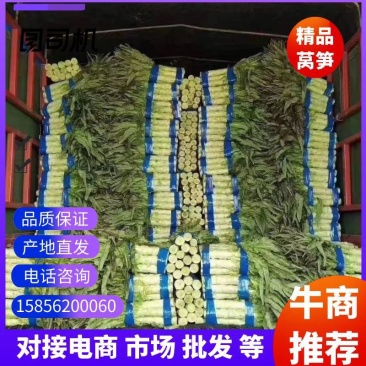 丨红叶香莴苣丨尖叶三清莴苣丨精品商超，电丨产地直发丨杆子