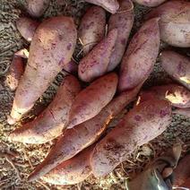 小叶紫薯