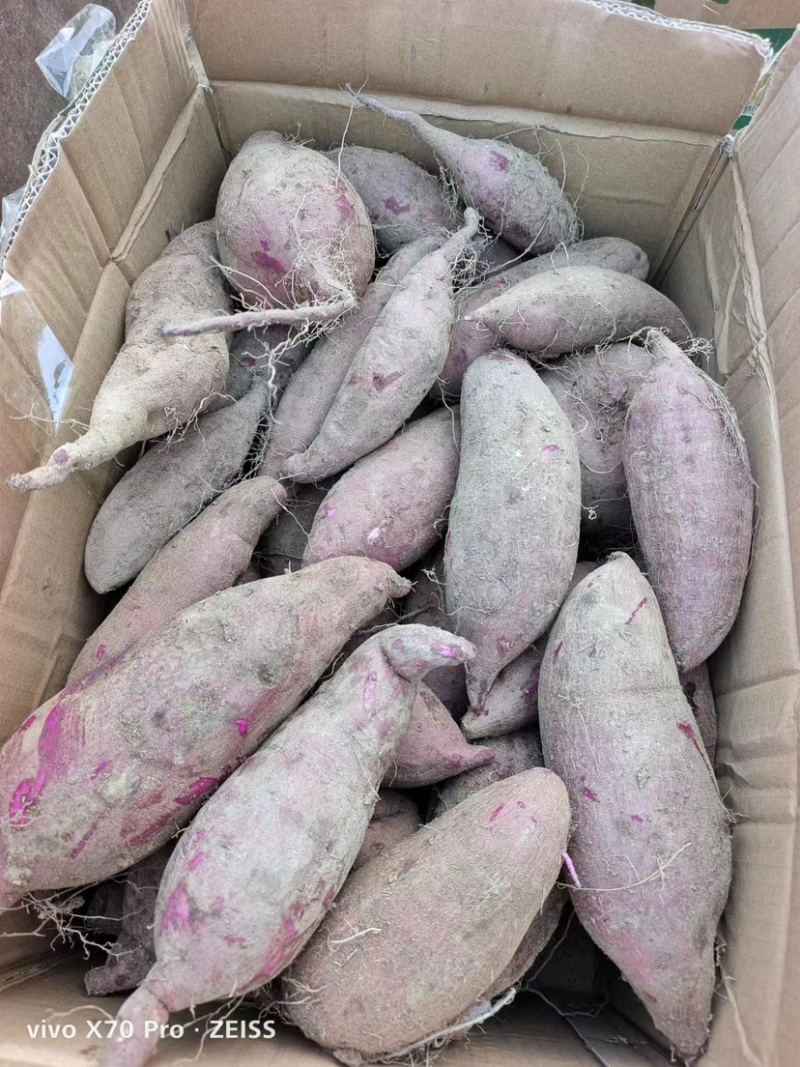 小叶紫薯