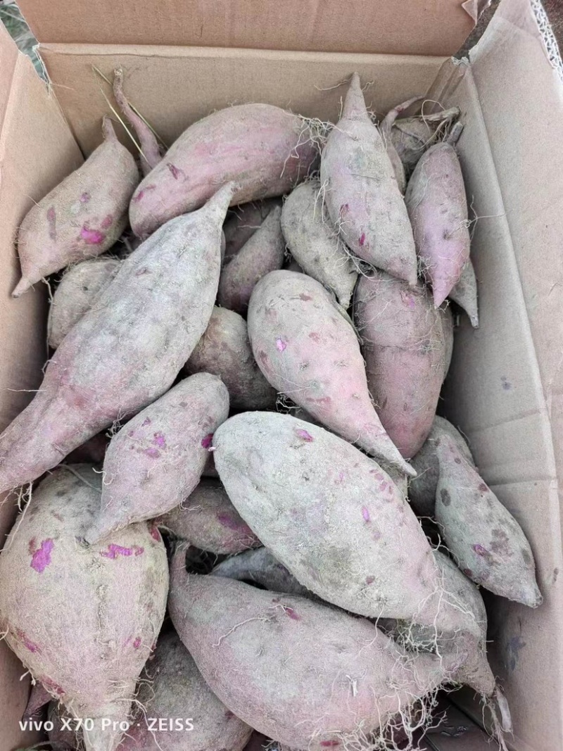 小叶紫薯