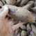 小叶紫薯