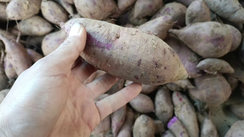 小叶紫薯