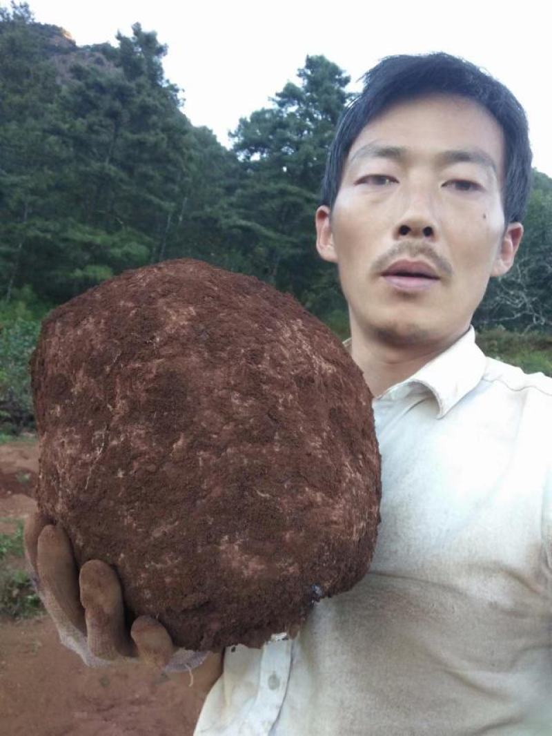 茯苓菌种，提供优质高产菌种，长期技术指导，大量收购鲜茯苓