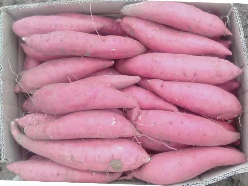 西瓜红红薯，产地直发。货源充足，品质保证。欢迎采购
