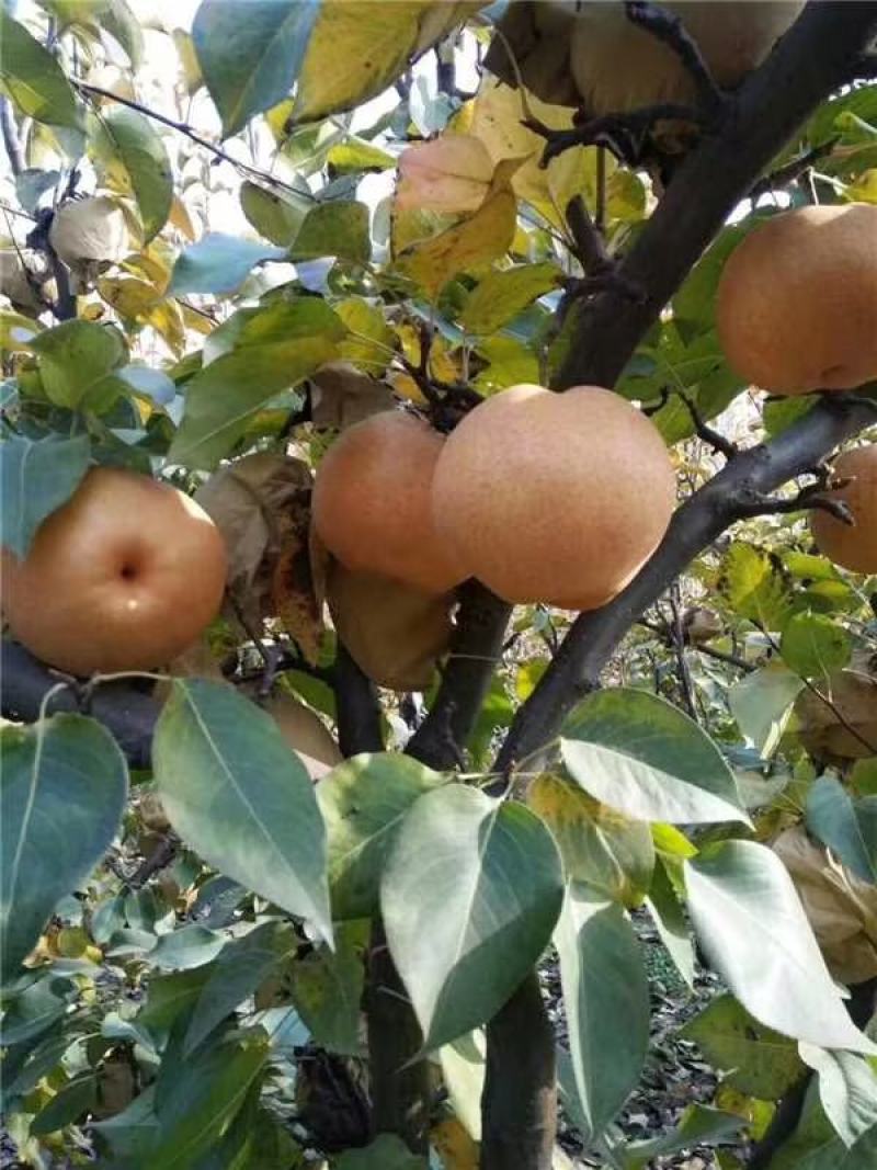 河南安阳内黄晚秋黄梨大量上市，品质保障可视频看货