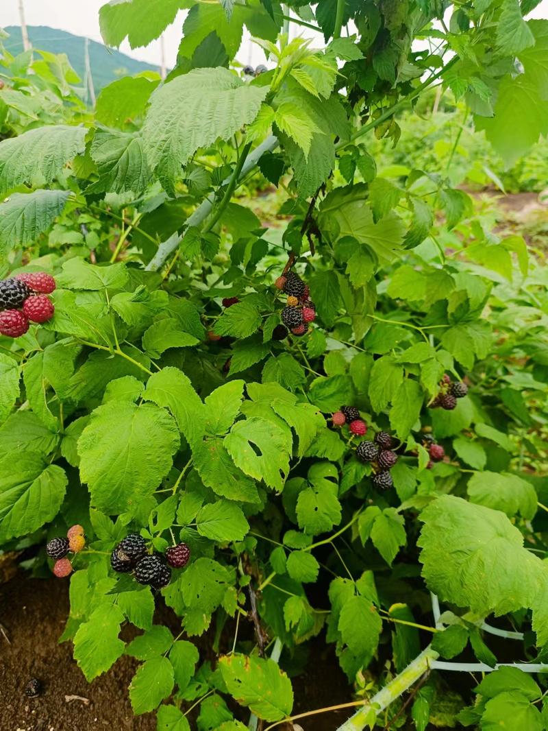 红树莓，黄树莓，黑树莓，产地直发，品质保证。