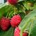 红树莓，黄树莓，黑树莓，产地直发，品质保证。