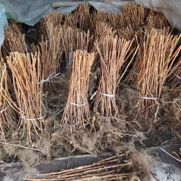 红树莓，黄树莓，黑树莓，产地直发，品质保证。