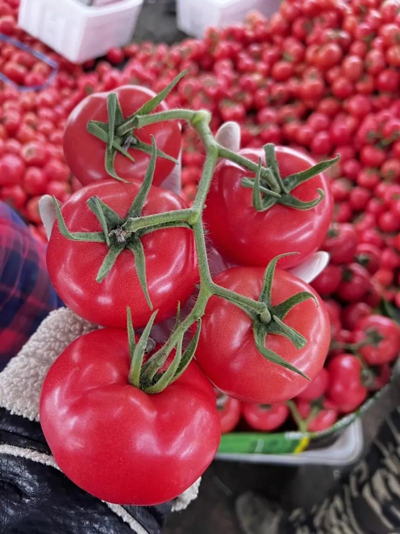 【热卖】西红柿费县硬粉西红柿大量供应果型圆大小均匀