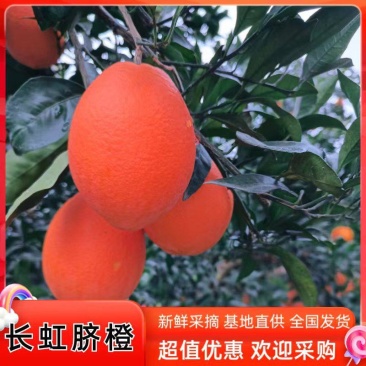 湖北秭归长虹脐橙纽荷尔脐橙.皮薄个头大，口感香甜多汁