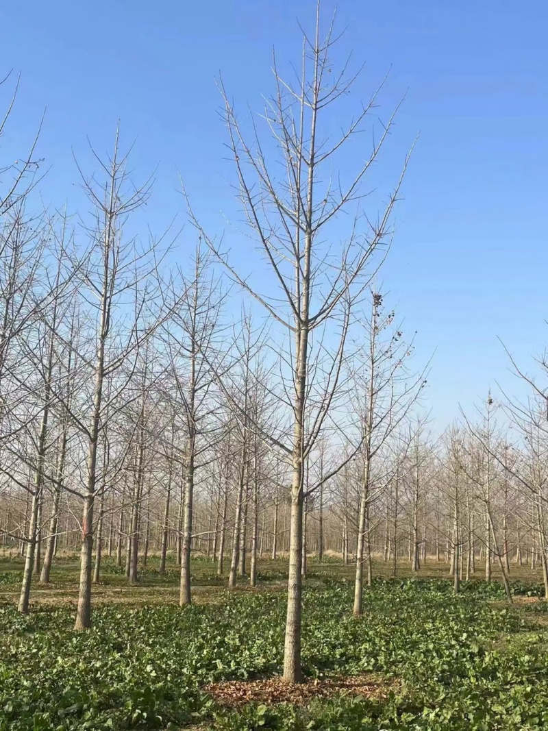 银杏树，美国红枫，榉树，朴树，乌桕