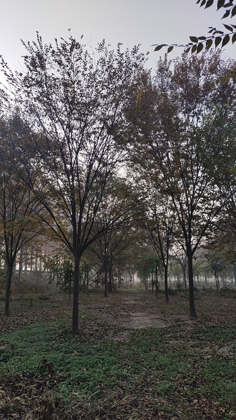 银杏树，美国红枫，榉树，朴树，乌桕