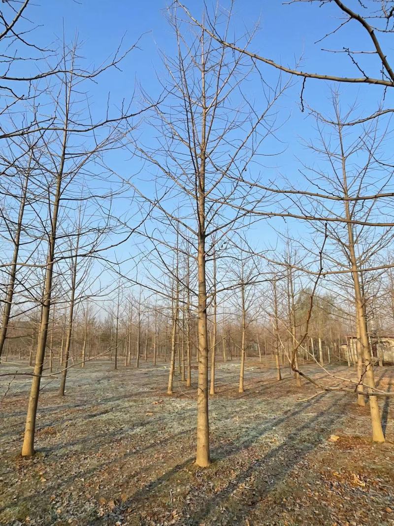 银杏树，美国红枫，榉树，朴树，乌桕