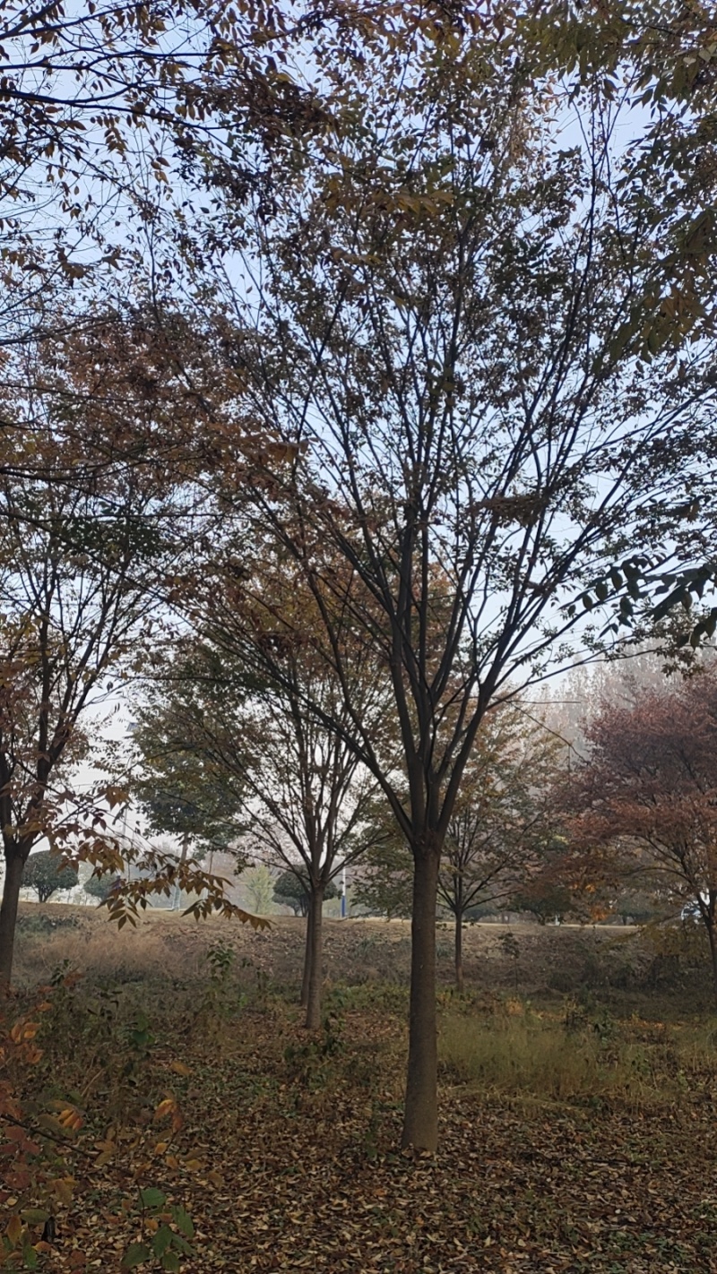 银杏树，美国红枫，榉树，朴树，乌桕
