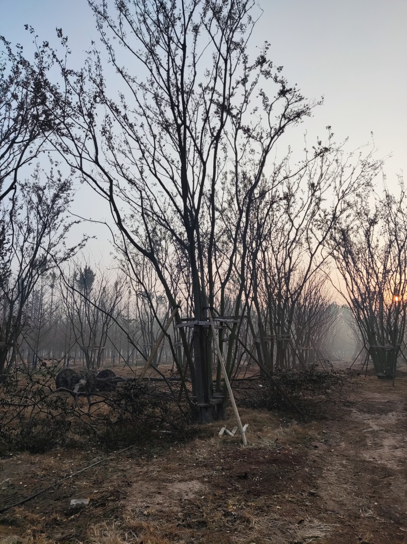 银杏树，美国红枫，榉树，朴树，乌桕