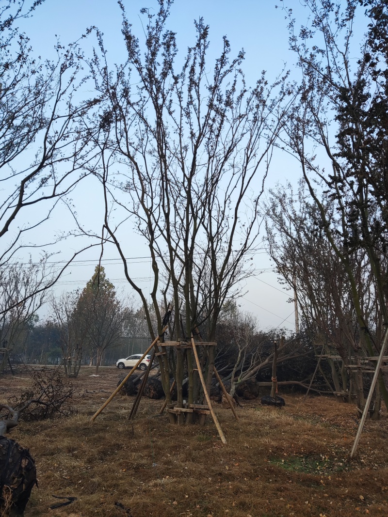 银杏树，美国红枫，榉树，朴树，乌桕
