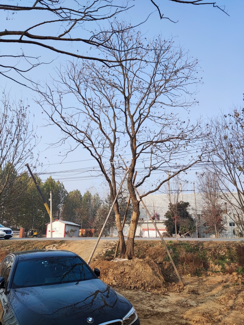 银杏树，美国红枫，榉树，朴树，乌桕