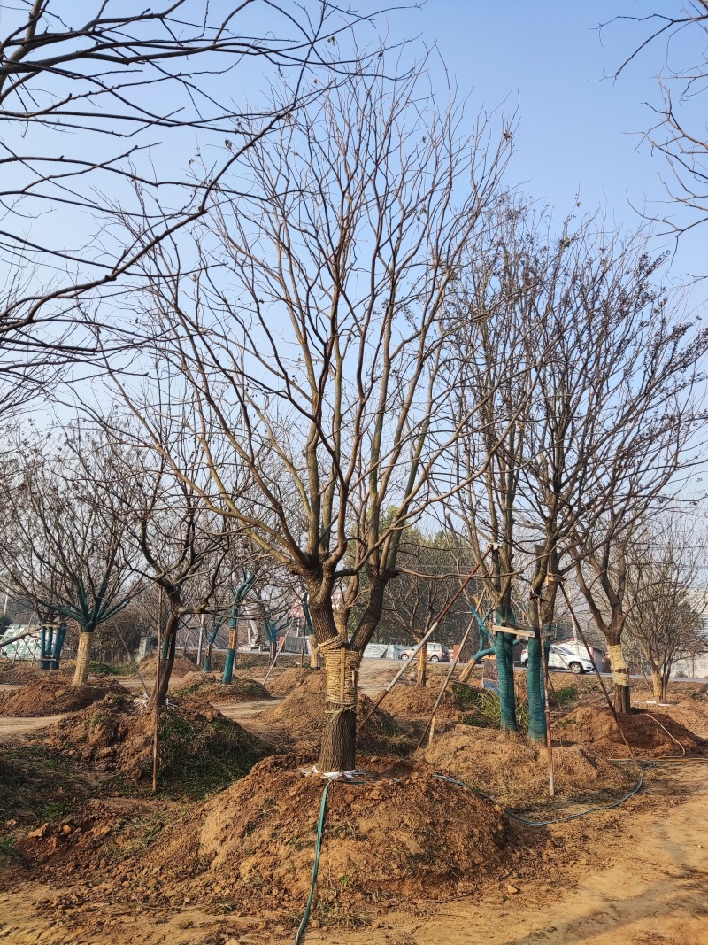 银杏树，美国红枫，榉树，朴树，乌桕