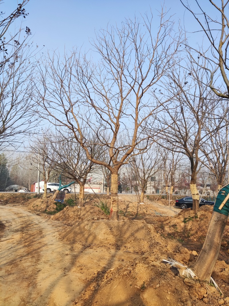 银杏树，美国红枫，榉树，朴树，乌桕