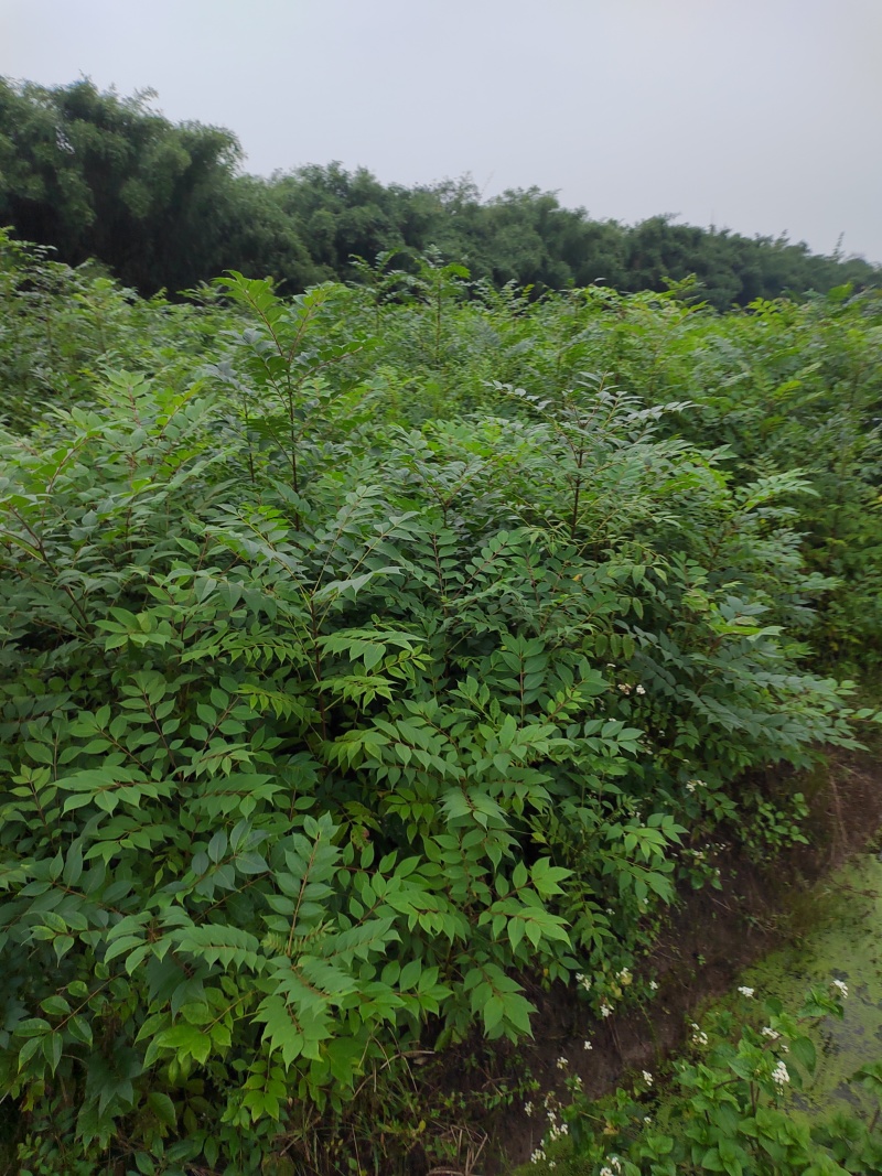 黄柏苗速生中药材皮用品种全国发货存好率高欢迎咨询