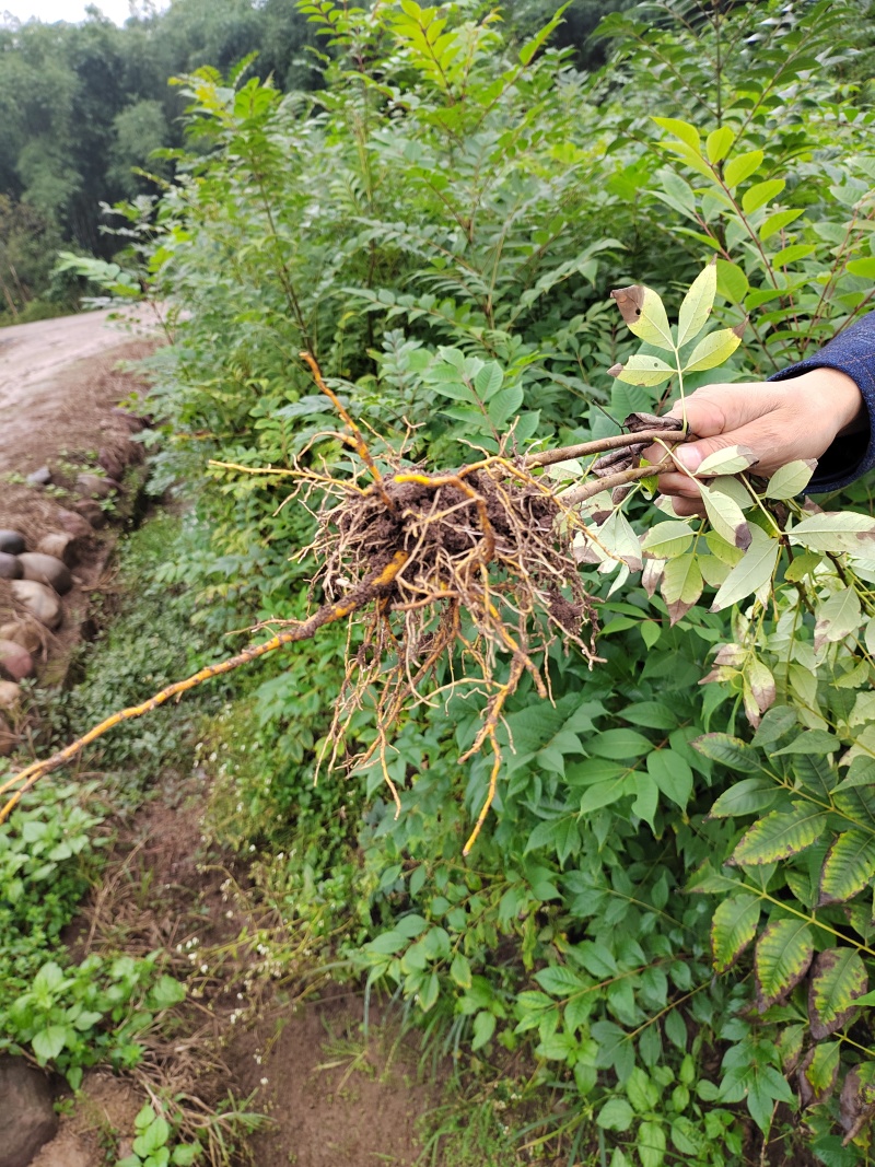 黄柏苗速生中药材皮用品种全国发货存好率高欢迎咨询