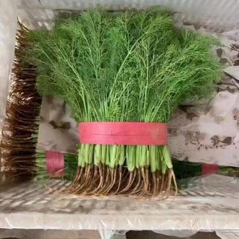 【精品】茴香苗河北大量现货批发供应量大价优欢迎老板合作