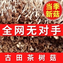 【推荐】福建古田茶树菇干货批发不开伞茶树菇全国市场可发