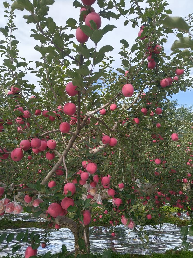 【精品推荐】甘肃高原红富士苹果产地上市大量供应，长期有货