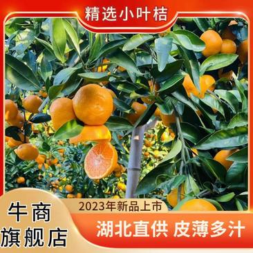 【强烈推荐】蜜橘高山早熟蜜桔小叶桔货源充足口感甜