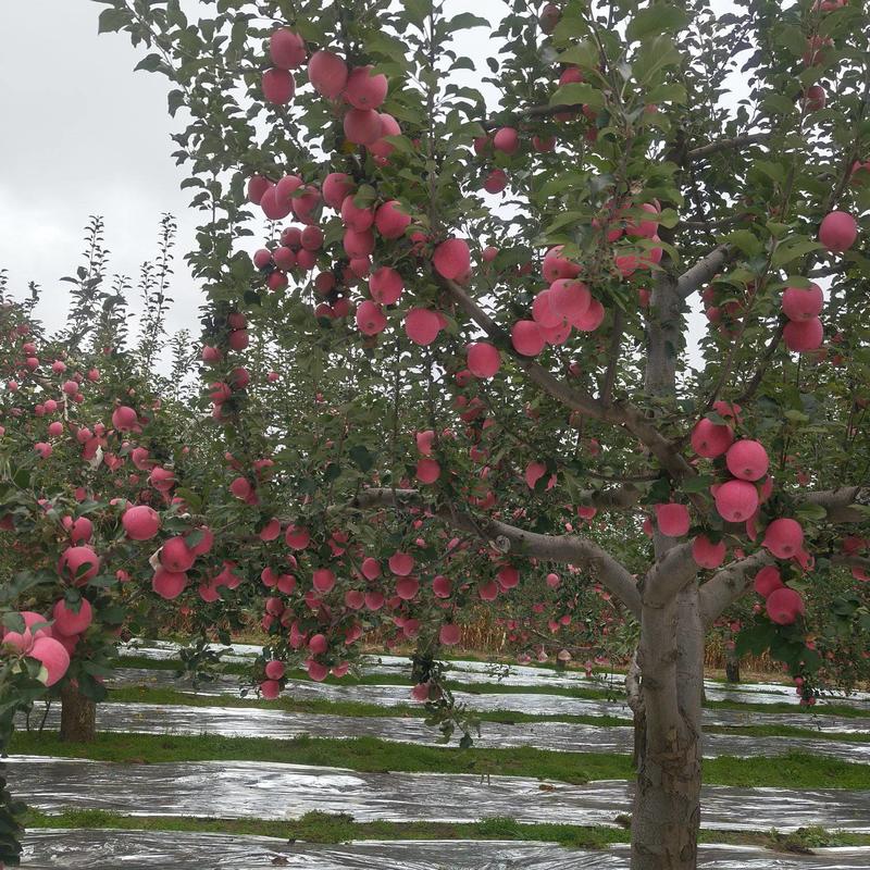 【精品推荐】甘肃高原红富士苹果产地上市大量供应，长期有货