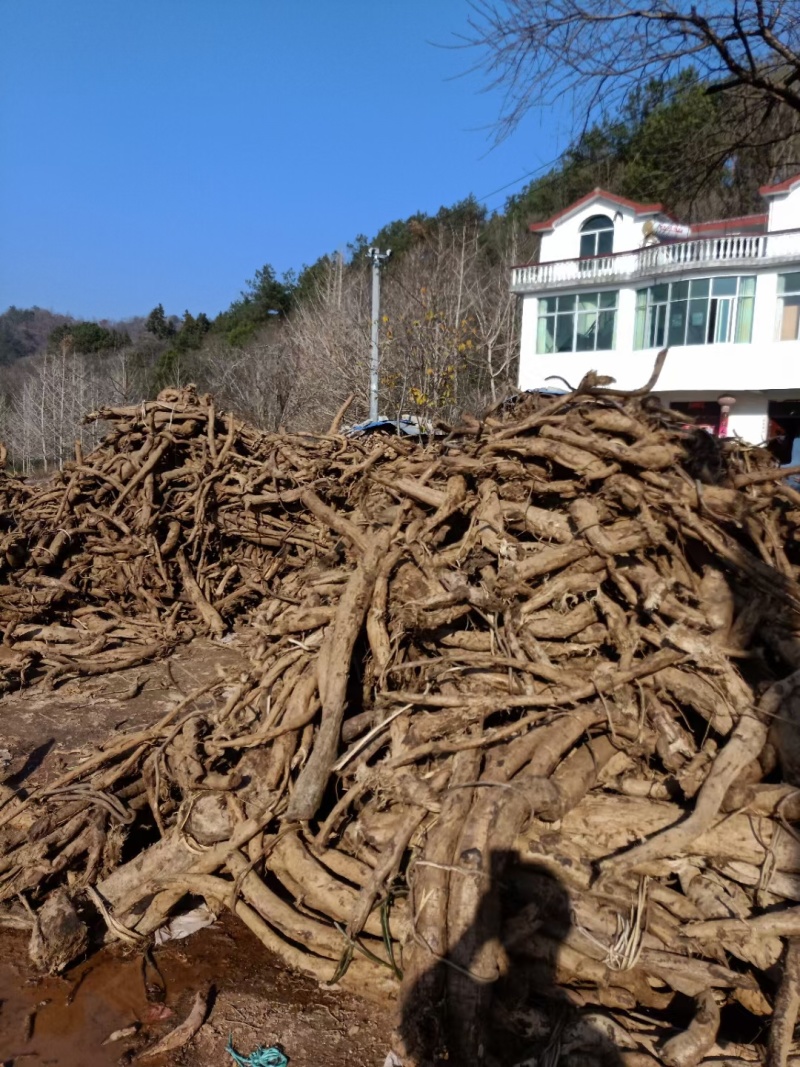 鲜葛根大别山野生鲜葛根