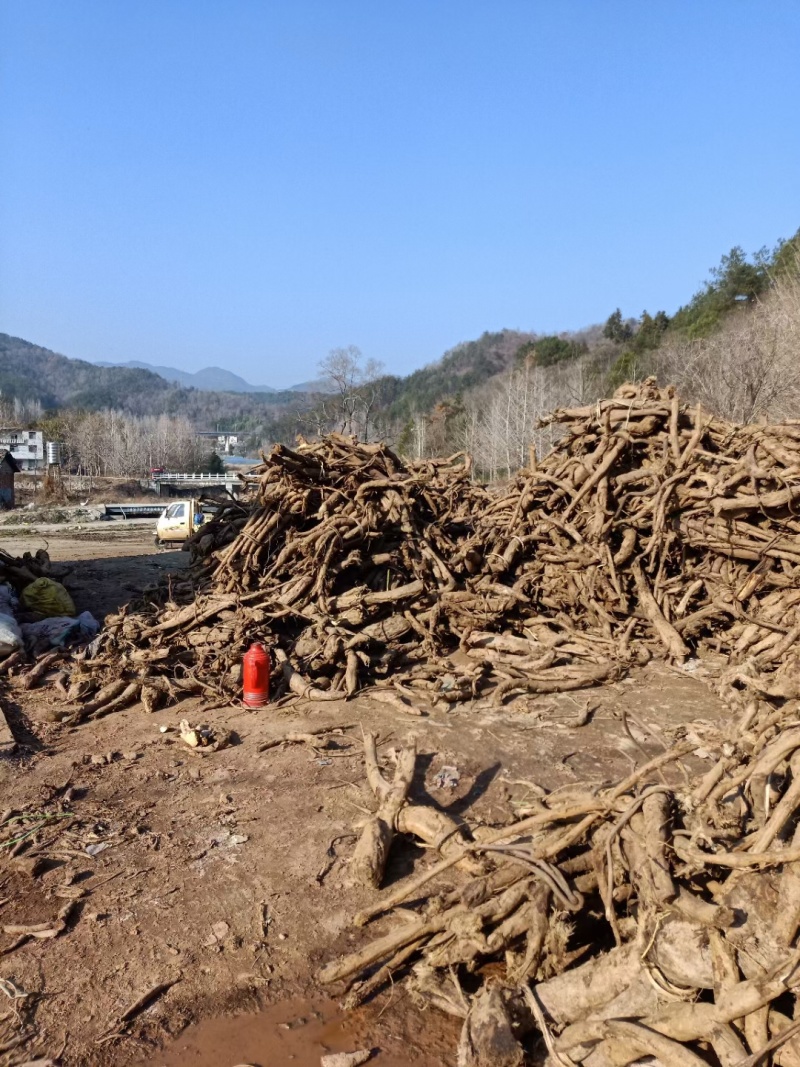 鲜葛根大别山野生鲜葛根