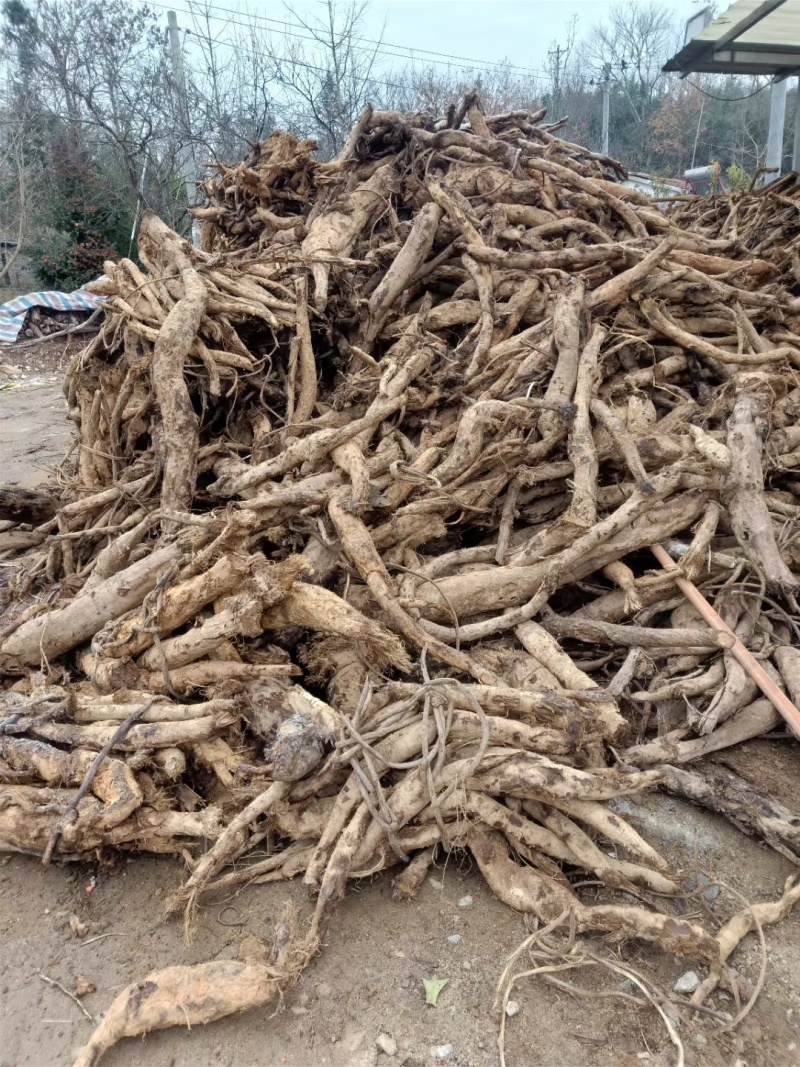 鲜葛根大别山野生鲜葛根