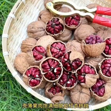 新果上市红皮核桃红衣核桃