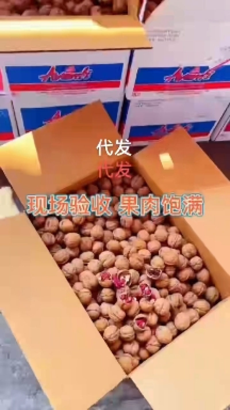 新果上市红皮核桃红衣核桃