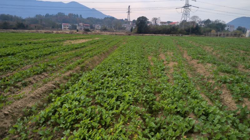 油菜苗，绿化工程油菜苗