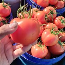 大红西红柿大量上市山东产地直供质量保证量大