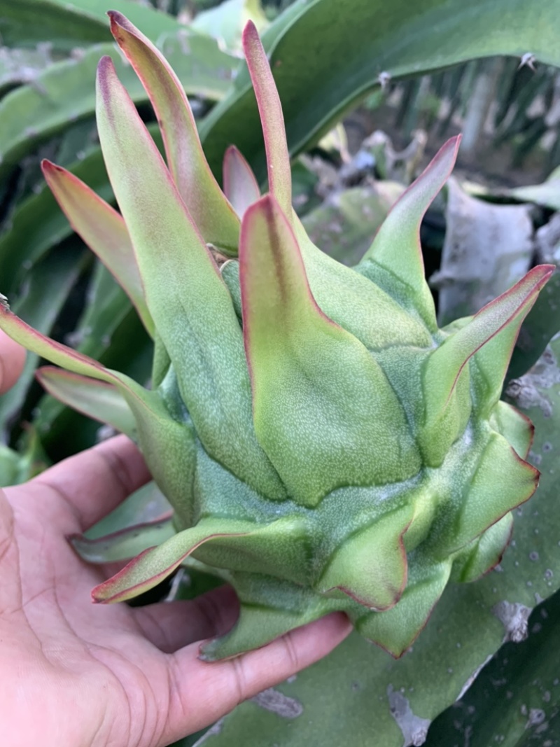 桂红龙精品