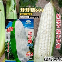 珍珍糯600白糯玉米种子基地专用鲜食玉米种子糯中带甜