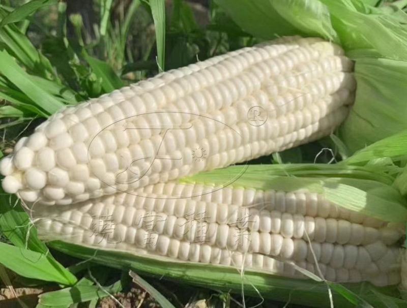 珍珍糯600白糯玉米种子基地专用鲜食玉米种子糯中带甜