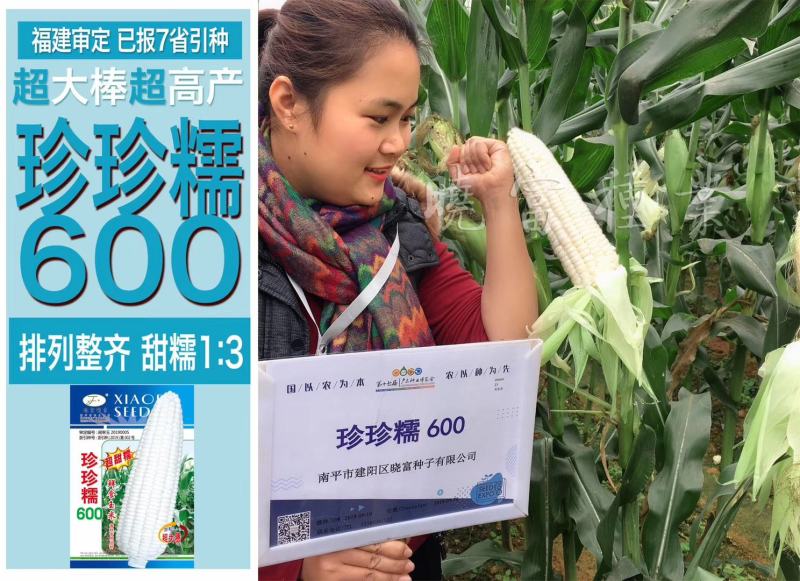 珍珍糯600白糯玉米种子基地专用鲜食玉米种子糯中带甜