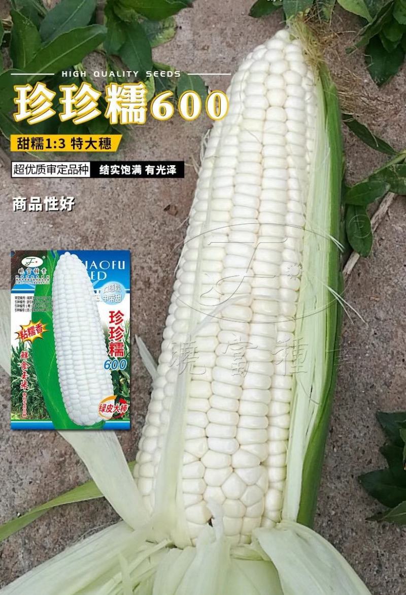 珍珍糯600白糯玉米种子基地专用鲜食玉米种子糯中带甜