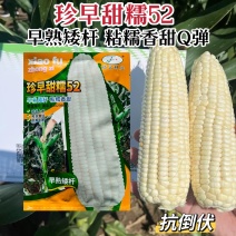 珍早甜糯52玉米种子大棒矮杆早熟粘糯香甜鲜食玉米种籽