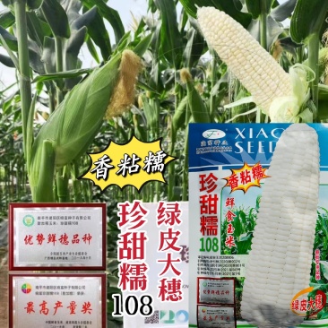 珍甜糯108甜糯玉米种子特大棒基地主打耐热高产鲜食玉米种