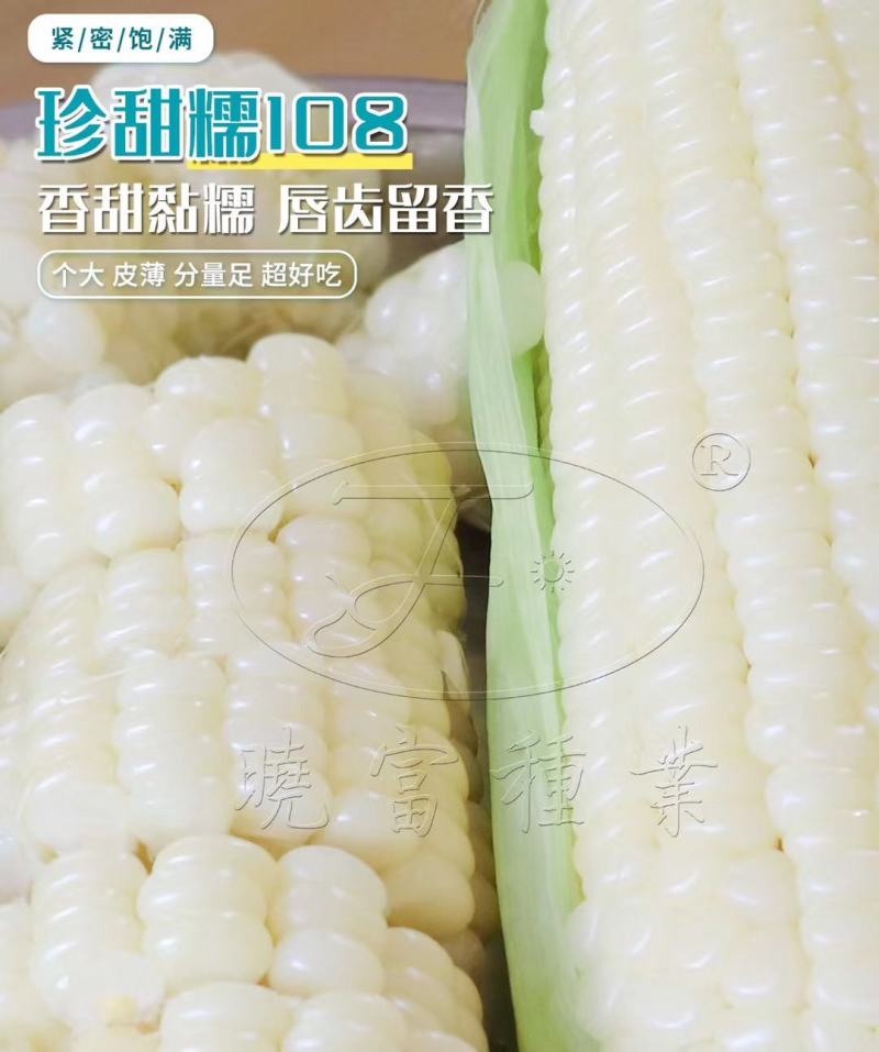珍甜糯108甜糯玉米种子特大棒基地主打耐热高产鲜食玉米种