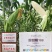 珍甜糯108甜糯玉米种子特大棒基地主打耐热高产鲜食玉米种